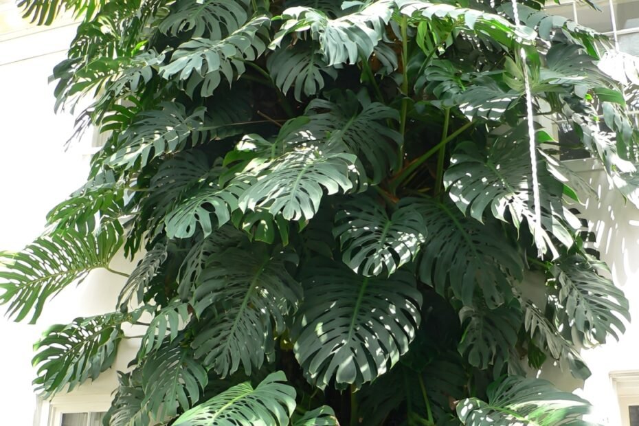 monstera plant